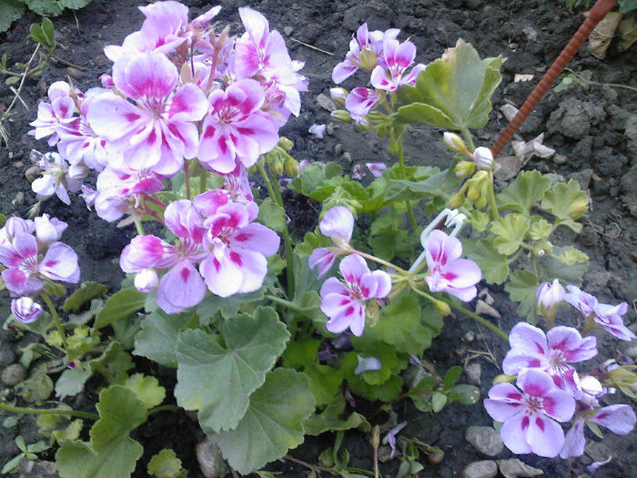 ...in gradina - muscate