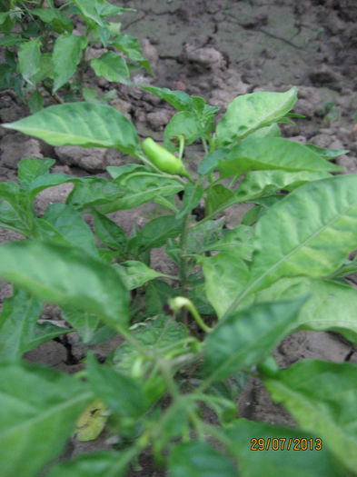 Picture 162; Habanero white
