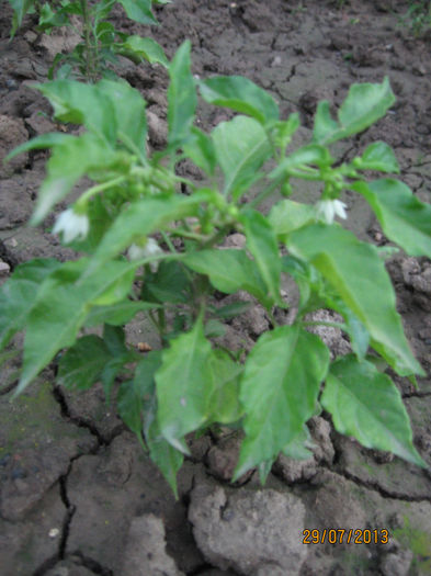 Picture 163; Habanero SLP (orange)
