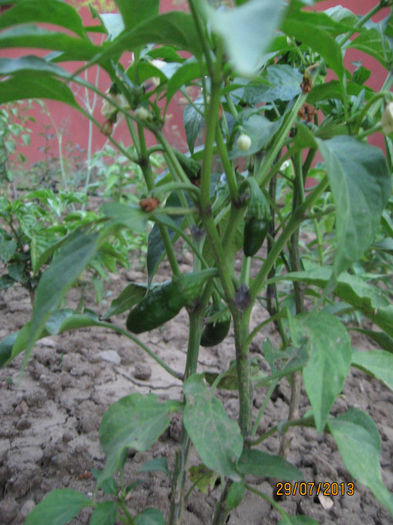Picture 164; Jalapeno (dar nu sunt sigur)
