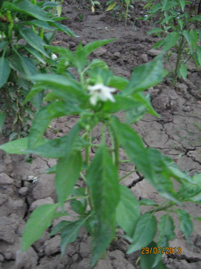 Picture 165; Chinezesc (Nicolau)
