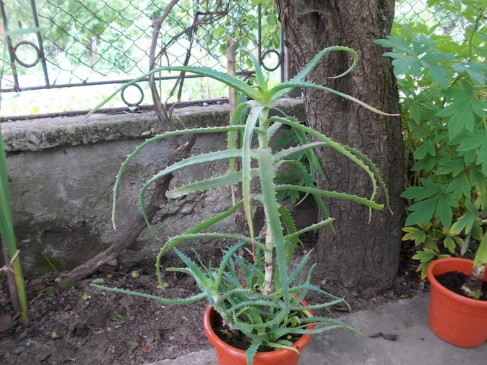 Aloe vera