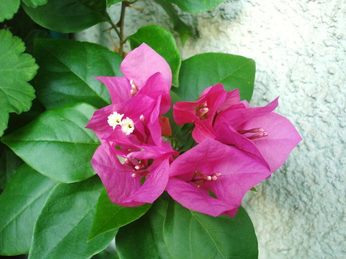 Iulie 2013 - Bougainvillea