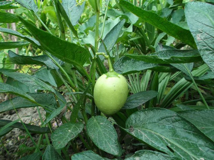 Pepino - Gradina de legume 2013