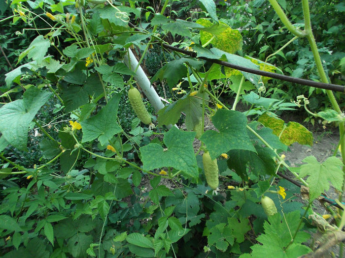 DSCF5424 - Gradina de legume 2013