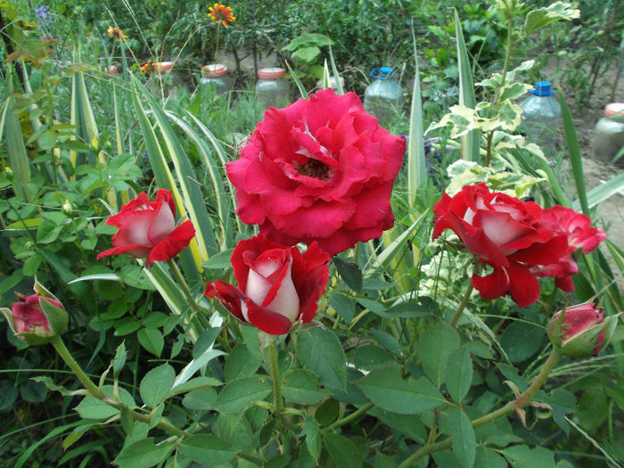 Osiria 1 - Gradina de flori 2013