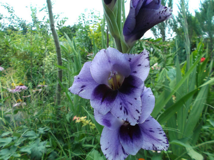 DSCF5310 - Gradina de flori 2013