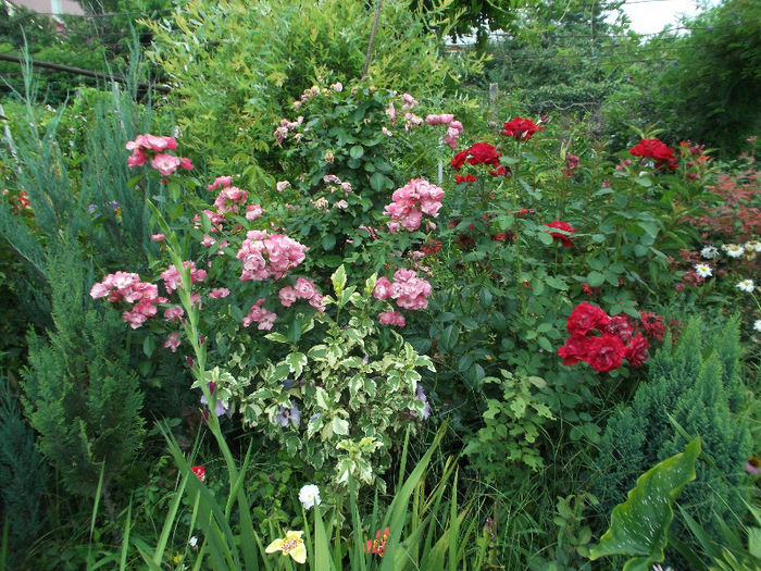 DSCF5394 - Gradina de flori 2013