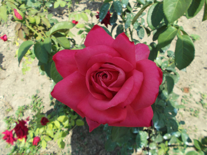 DSCF5502 - Gradina de flori 2013