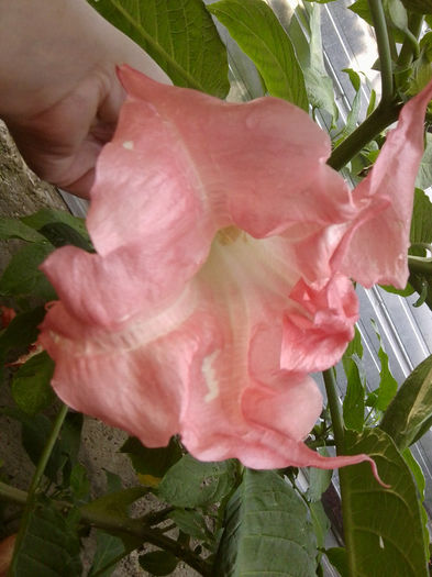 pink perfection-floare simpla