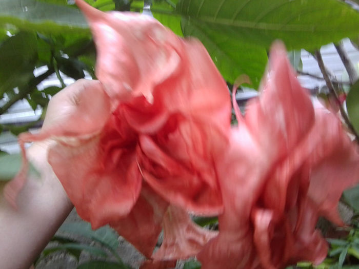 pink perfection-floare batuta