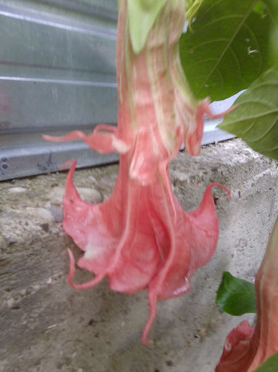 pink perfection floare dubla