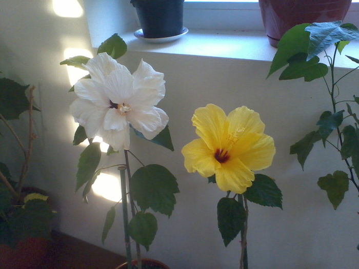 2013-07-29 19.48.13 - X-FLORI