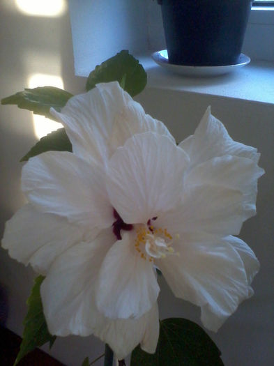 2013-07-29 19.48.23; Multumesc d-nei Codruta
