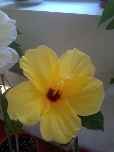 2013-07-29 19.48.30; Multumesc d-nei Codruta
