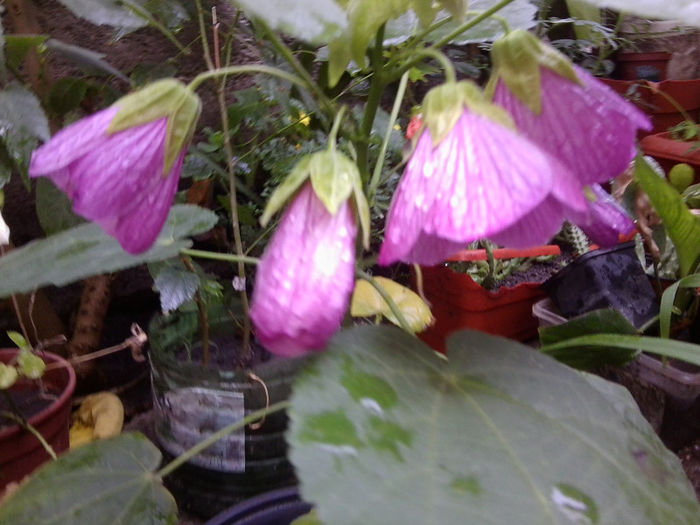 Fotografie5082 - flori de interior