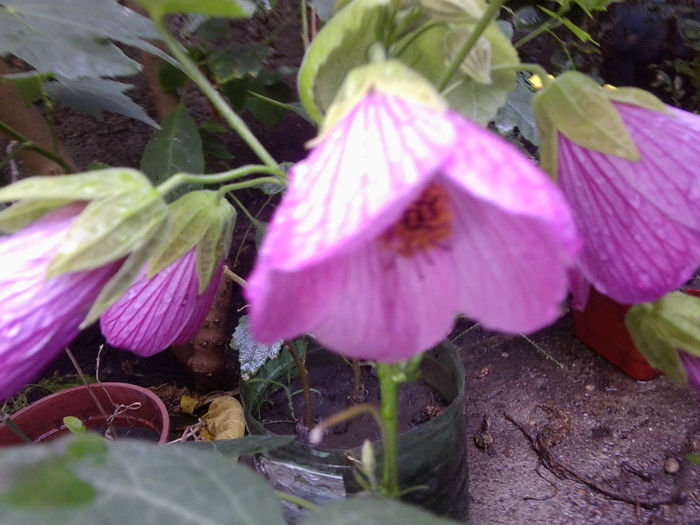 Fotografie5085 - flori de interior