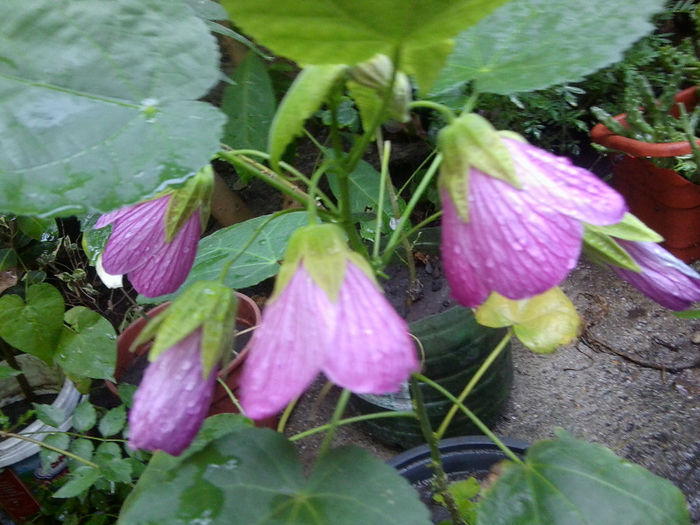 Fotografie5086 - flori de interior