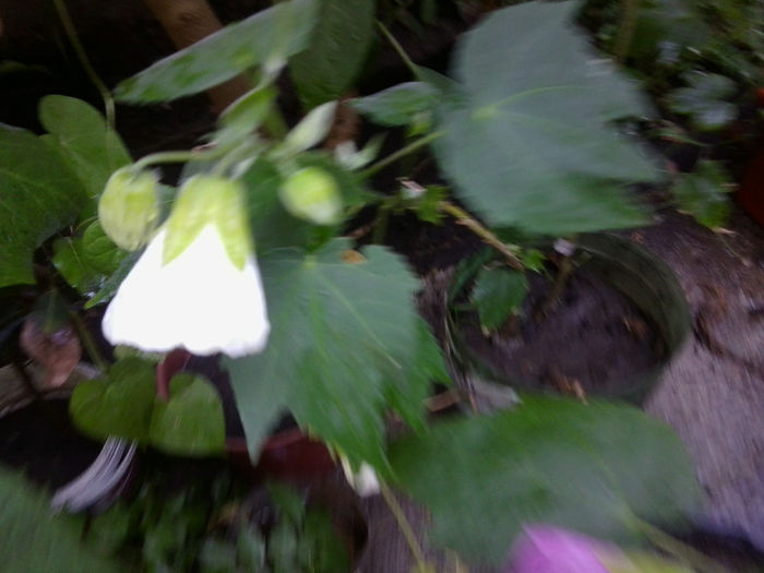 Fotografie5089 - flori de interior