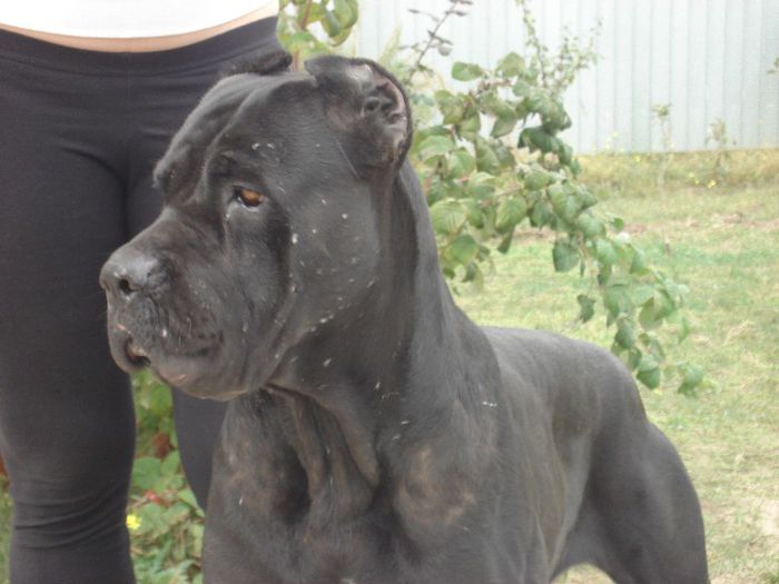 kara - cane corso