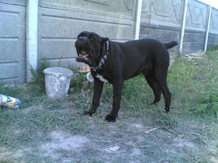 max - cane corso