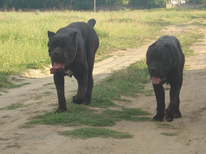 kara si max - cane corso