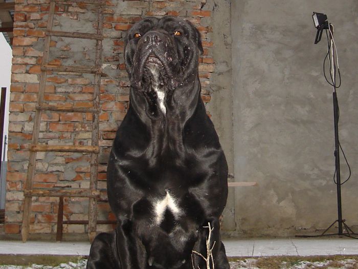 kara - cane corso