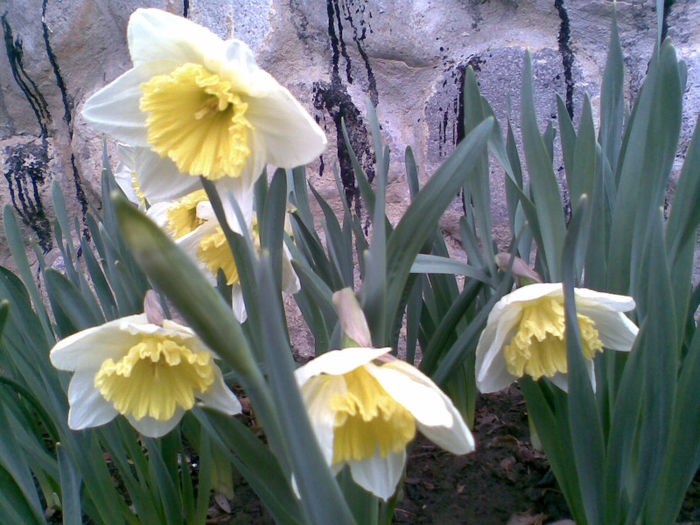 Narcise - Flori la mosie