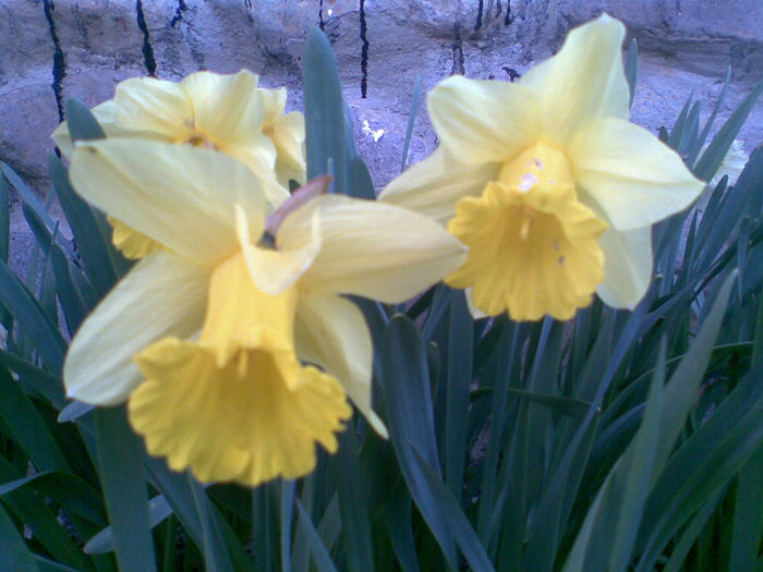 Narcise - Flori la mosie