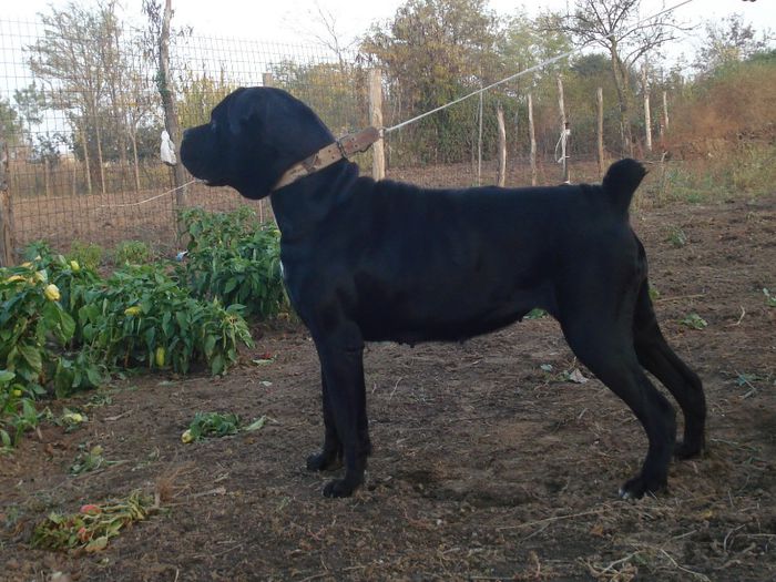 sasha - cane corso