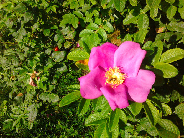 Trandafir cu flori simple (de dulceata) - Flori la mosie