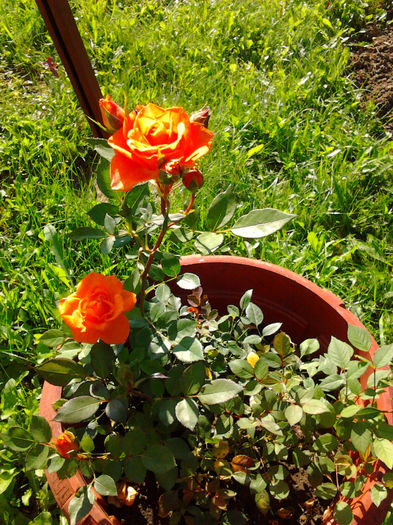 Trandafir pitic (dar harnic) - Flori la mosie