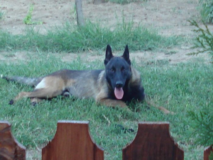 nitro - ciobanesc malinois