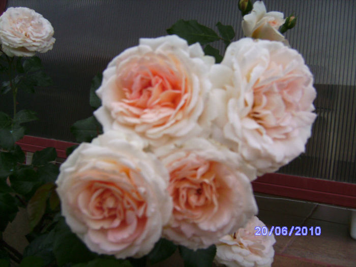 Trandafiri cataratori parfumati - Flori la mosie