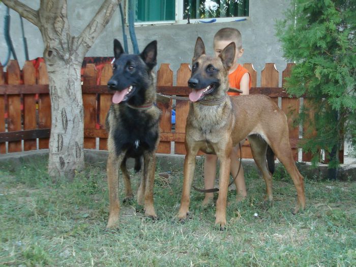 nitro si diva - ciobanesc malinois