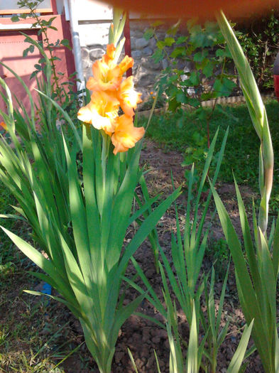 Gladiole portocalii - Flori la mosie
