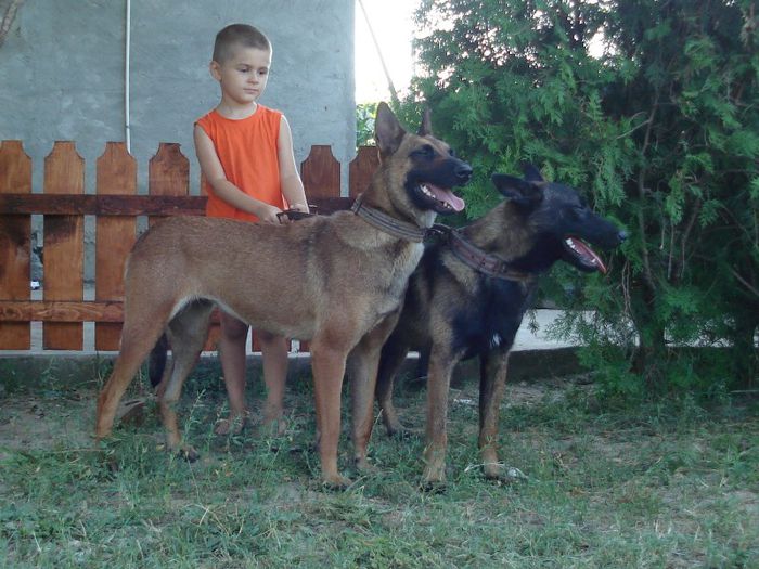 nitro si diva - ciobanesc malinois