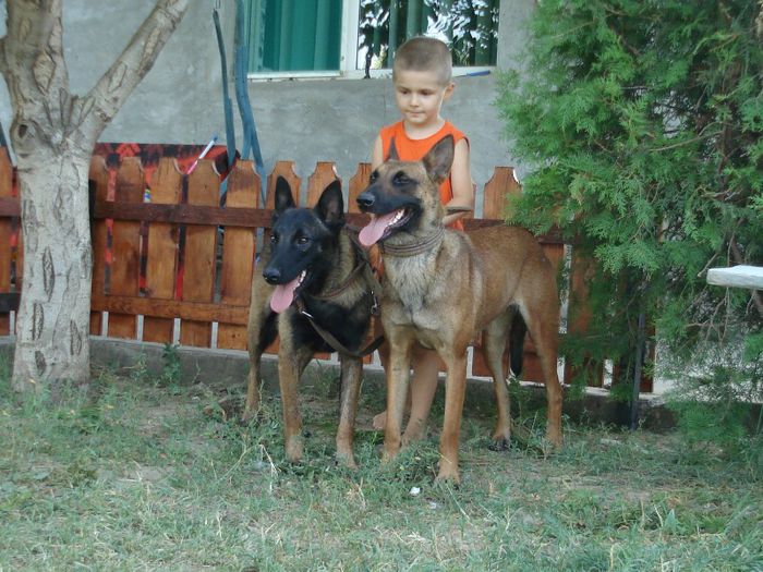 nitro si diva - ciobanesc malinois