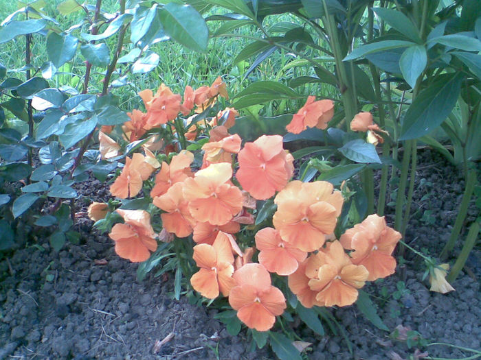 Panselute - Flori la mosie