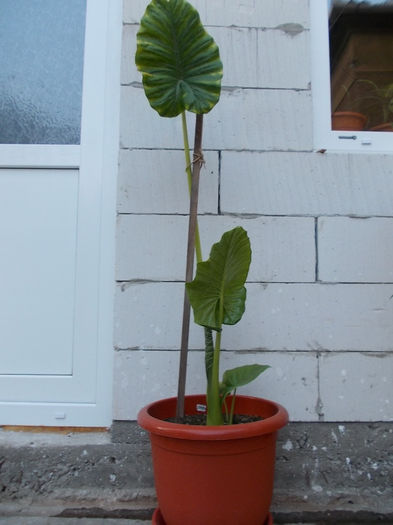 Colocasia - Flori