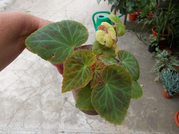 Begonia rosie