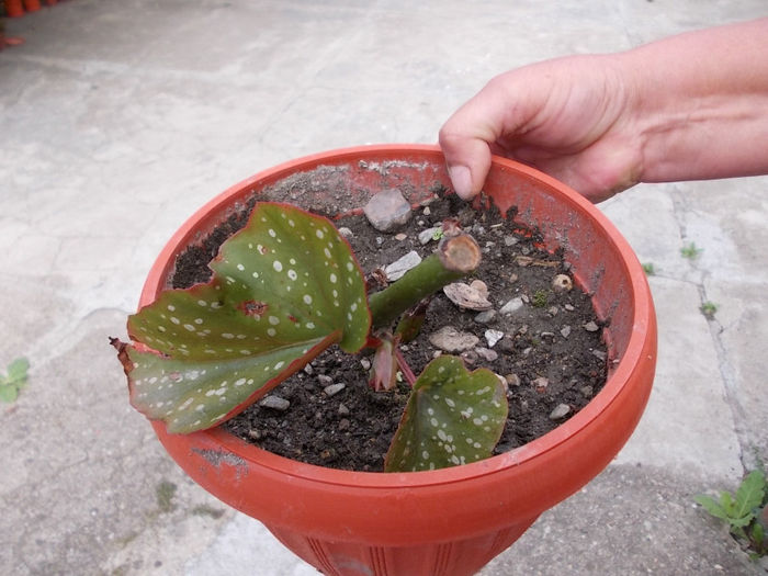 Begonia plamin