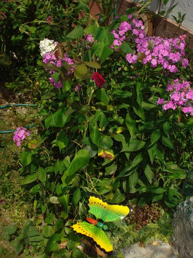 DSC01079