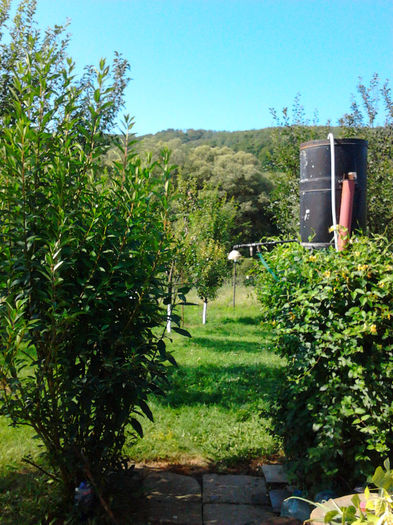 Tufa de "Ploaie de aur" langa dus