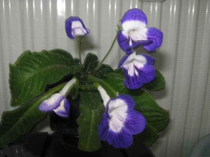  - streptocarpus Roulette Azur