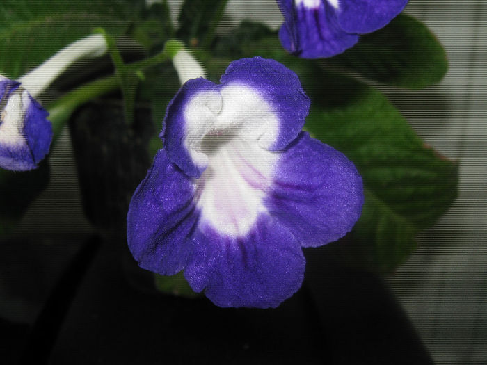  - streptocarpus Roulette Azur