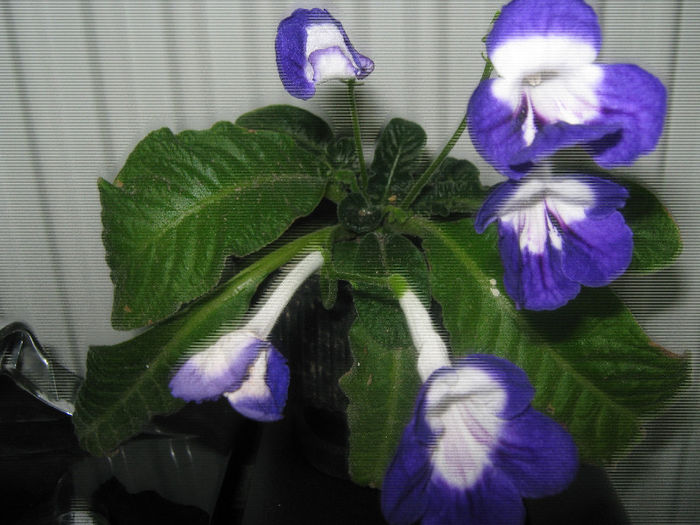  - streptocarpus Roulette Azur