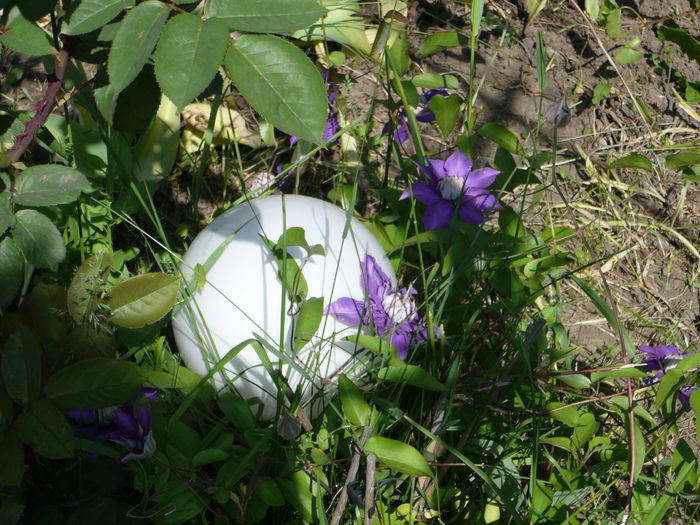 P1140655 - Clematite 2011