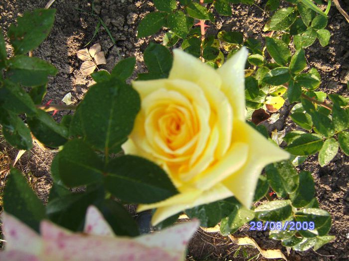 Trandafir Galben - Flori la mosie