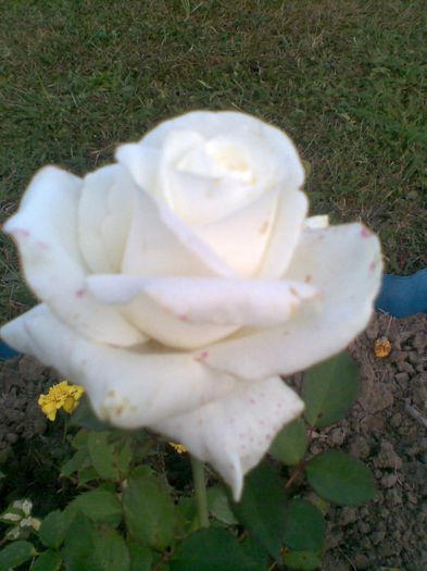 Trandafir pistruiat - Flori la mosie